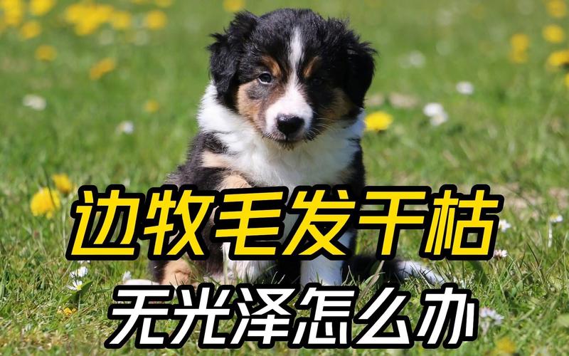 狗狗毛发干枯什么原因