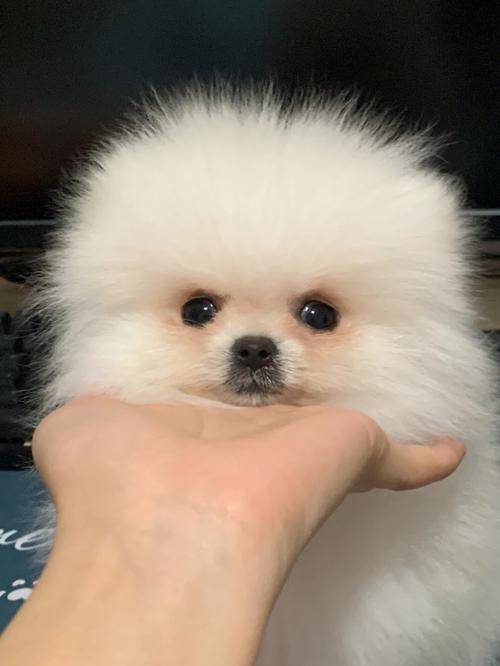 三个月的博美吃什么