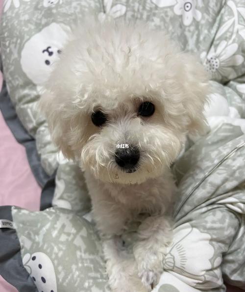 比熊需要吃什么