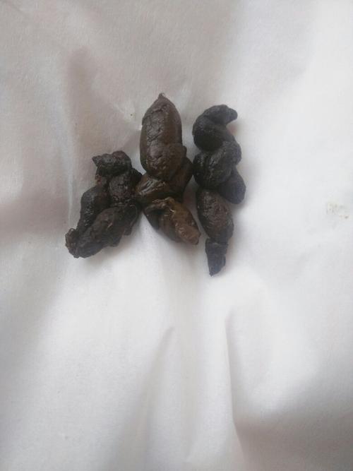 泰迪犬两个月正常便便是什么形状