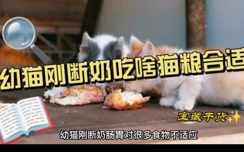 猫咪断奶给吃什么
