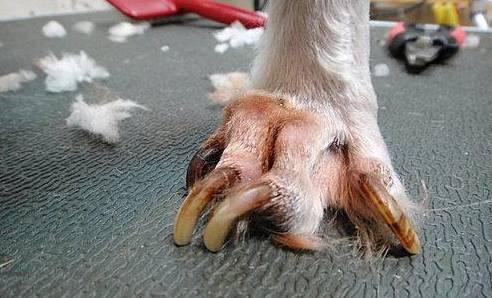 怎么给狗狗断甲