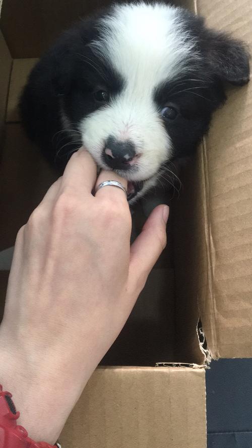 边牧幼犬上火吃什么药