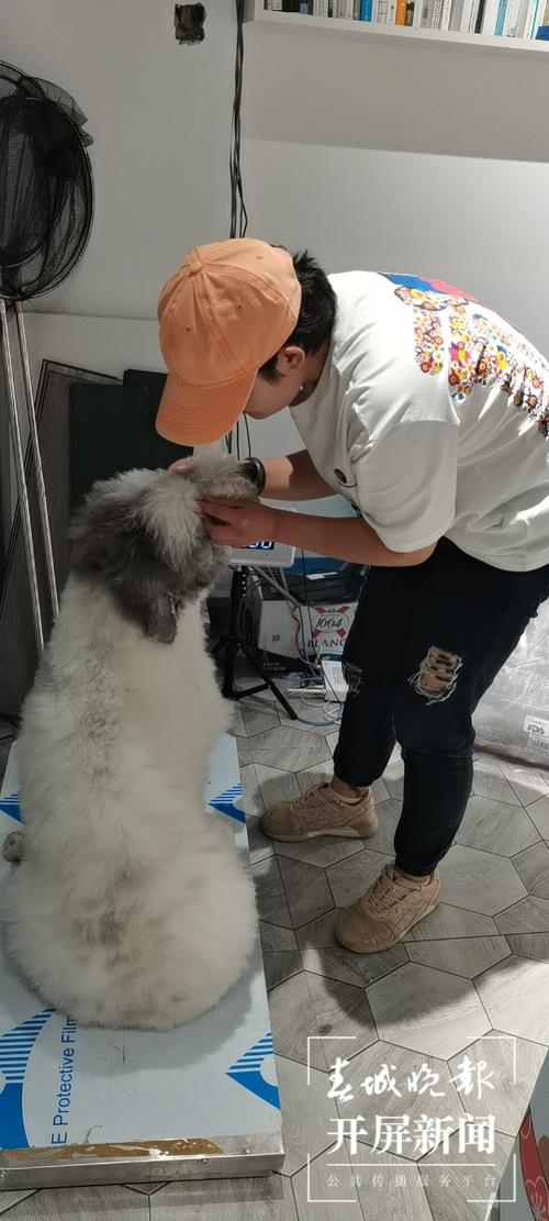 帮助宠物的地方叫什么