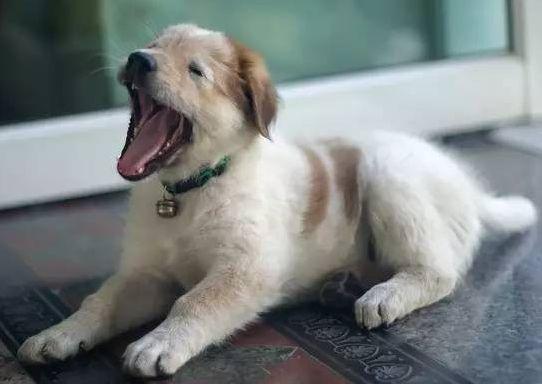又在狗狗打嗝是怎么回事