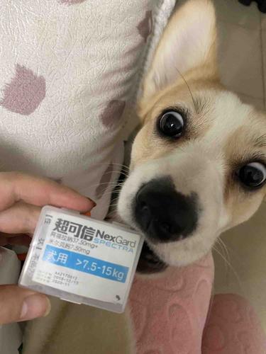 狗狗药的计量怎么换算
