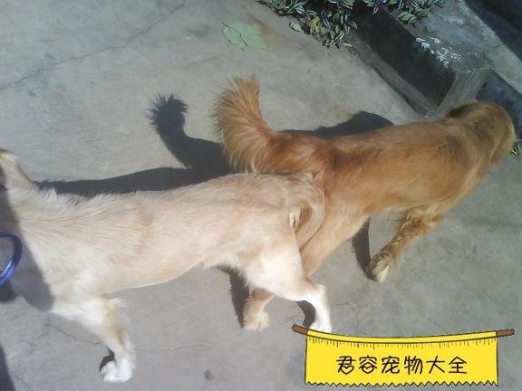 狗狗第一次配种怎么办
