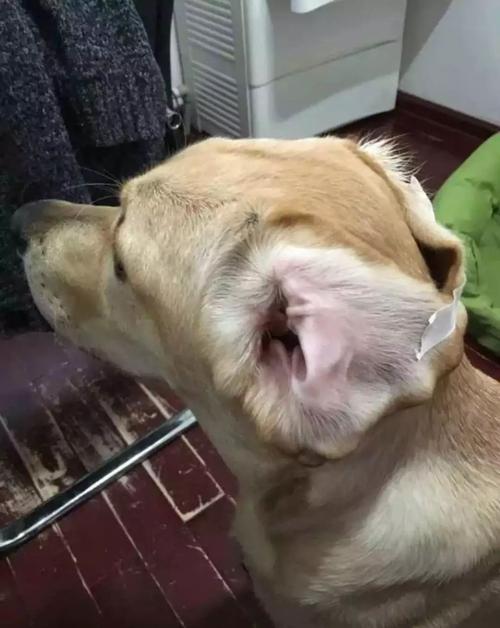 狗狗绑立耳用什么扎