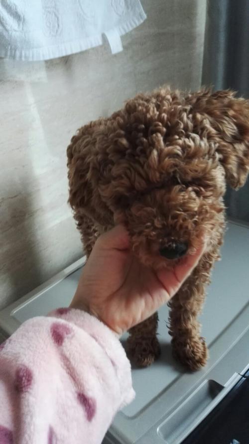 泰迪幼犬毛不卷是什么原因