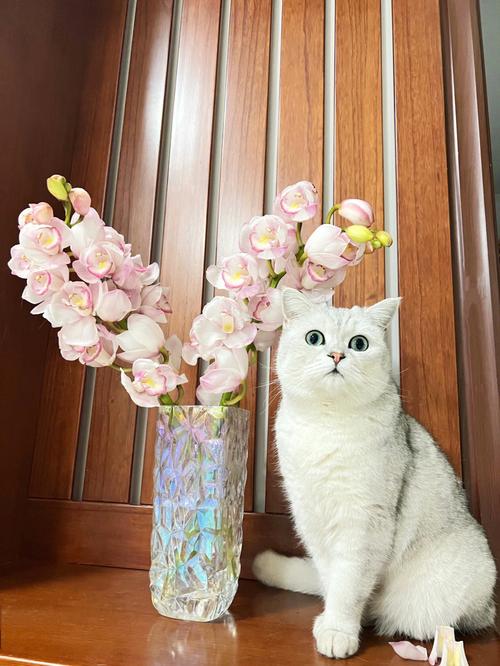 猫咪喜欢什么花