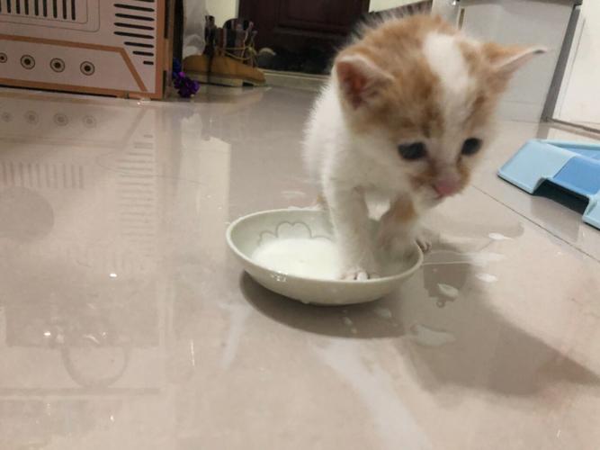 3个月小猫咪怎么喂食