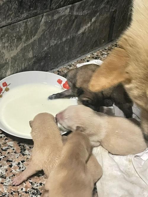 怎么让狗狗奶变大