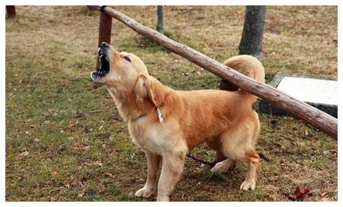 狗狗闹狗完有什么症状
