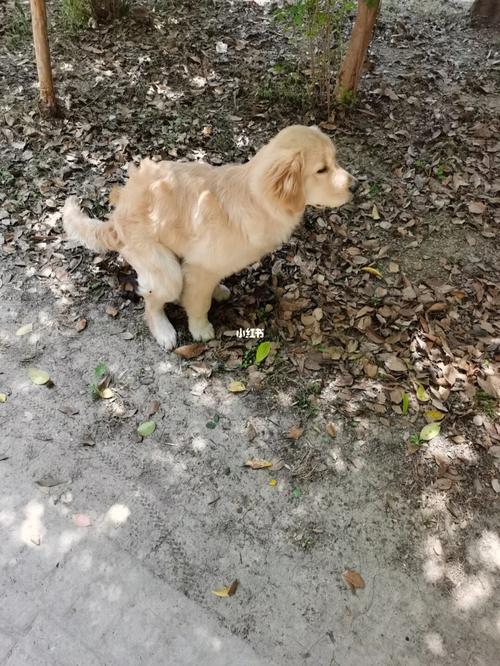 金毛为什么大小便不懂