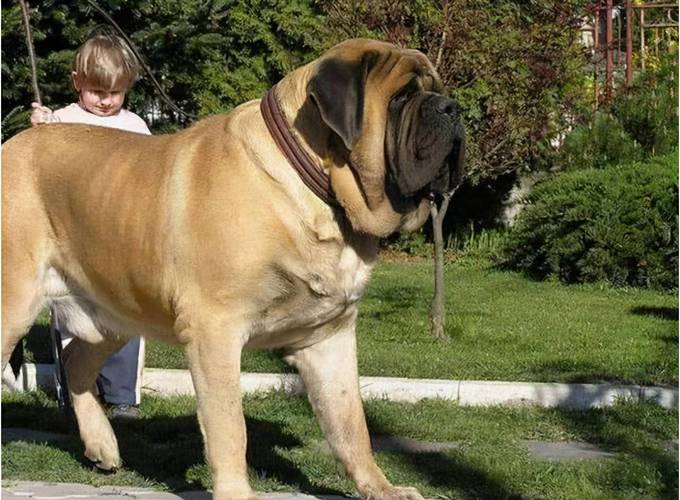 什么狗狗体型大