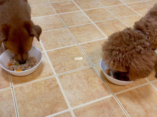 狗狗换粮挑食怎么办