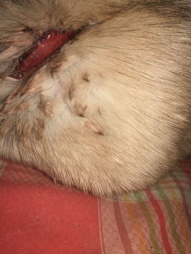 狗狗的伤口发臭怎么办