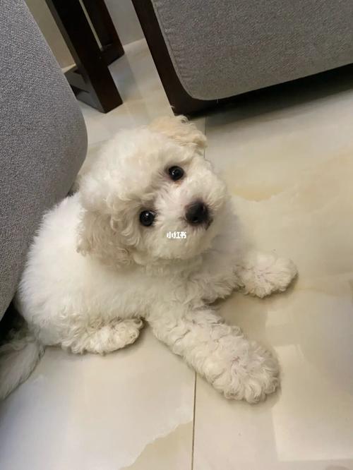 比熊为什么吃自己的屎