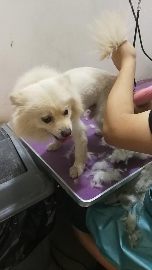 狗狗剃毛后吃什么好