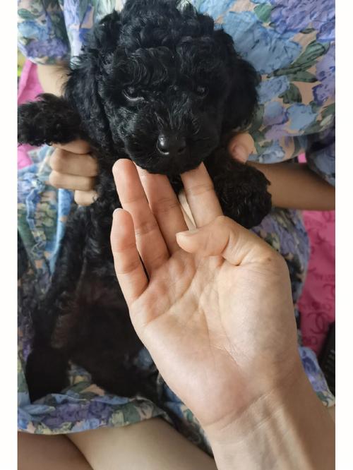 泰迪生过小狗是什么样