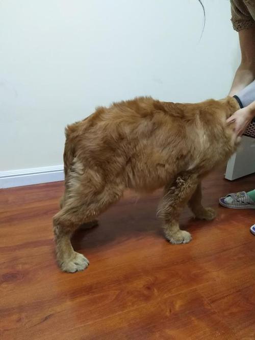 狗狗肺积水什么症状