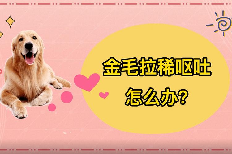 金毛狗狗吐吃什么药好