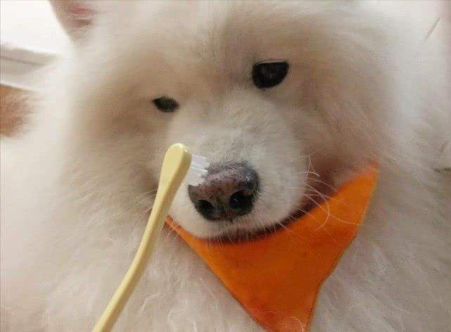 萨摩怎么给他刷牙