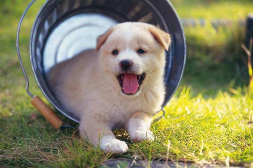 狗狗幼犬期是什么时候