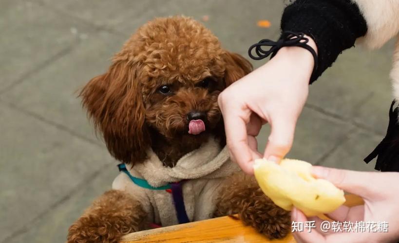 泰迪狗吐出狗粮什么办