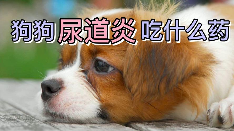 狗狗生殖系统感染吃什么药