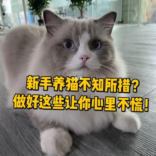 怎么让猫咪知道错