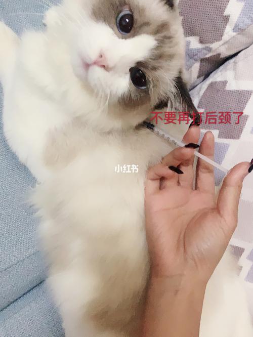 定期给猫咪打什么疫苗