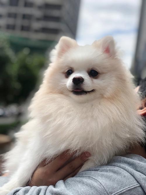 博美最爱玩什么颜色