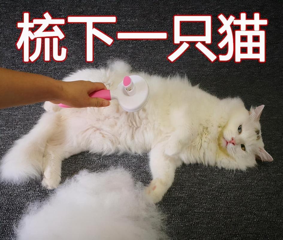 猫咪掉毛为什么是一片