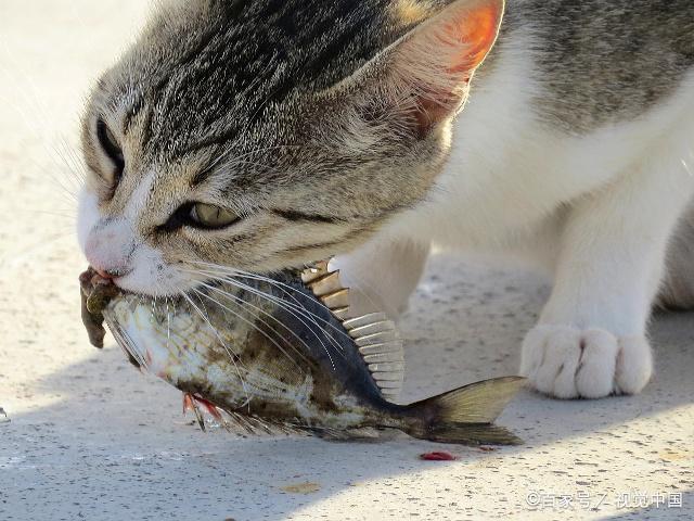 猫咪为什么不爱吃鱼