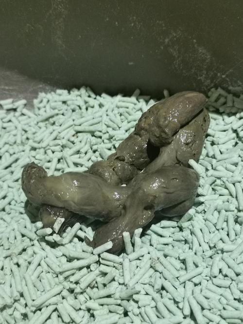宠物便便便是什么原因