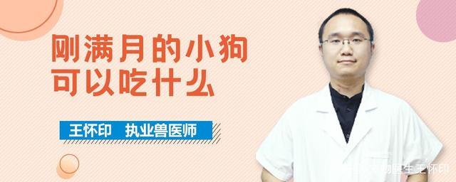 小狗才一个月断奶了吃什么