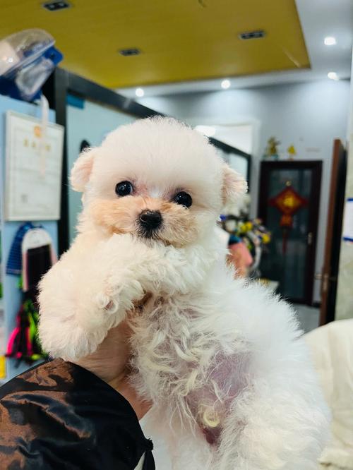 半岁比熊长什么样子