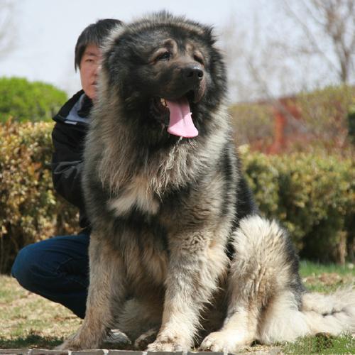 高加索幼犬长什么样