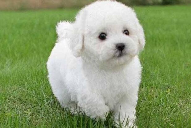 比熊幼犬口臭怎么办