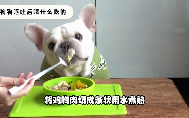 小狗呕吐怎么喂食