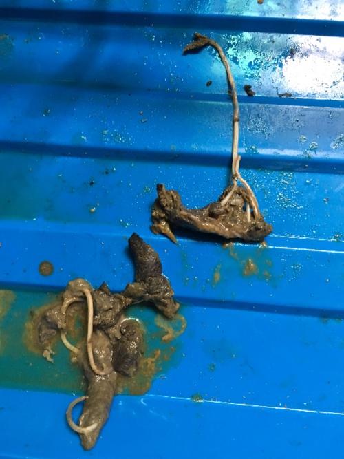 狗狗为什么拉虫子