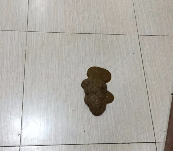 小狗拉粑粑黑怎么回事啊
