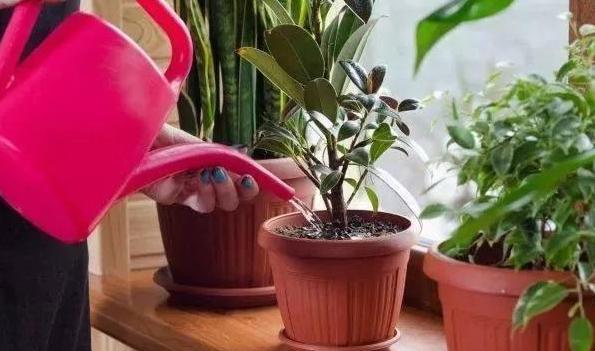 如何给植物浇水