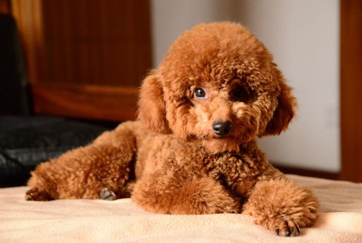 泰迪幼犬应该喂什么好