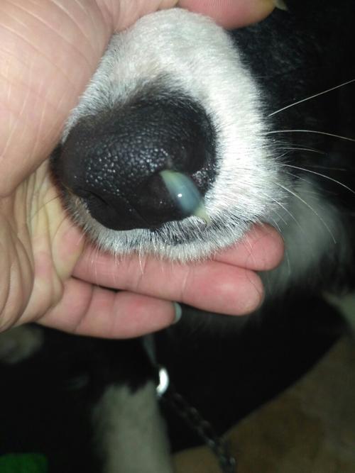 狗狗细小开始的症状是什么