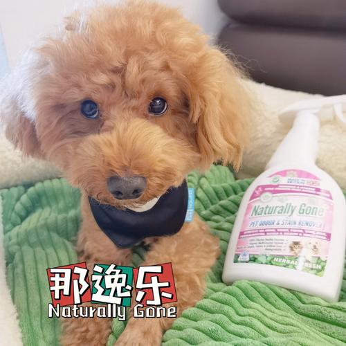 什么小宠物没异味