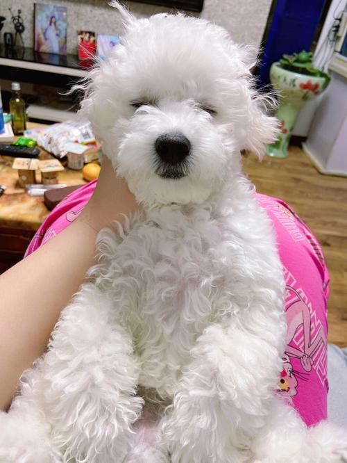 比熊用什么啦毛