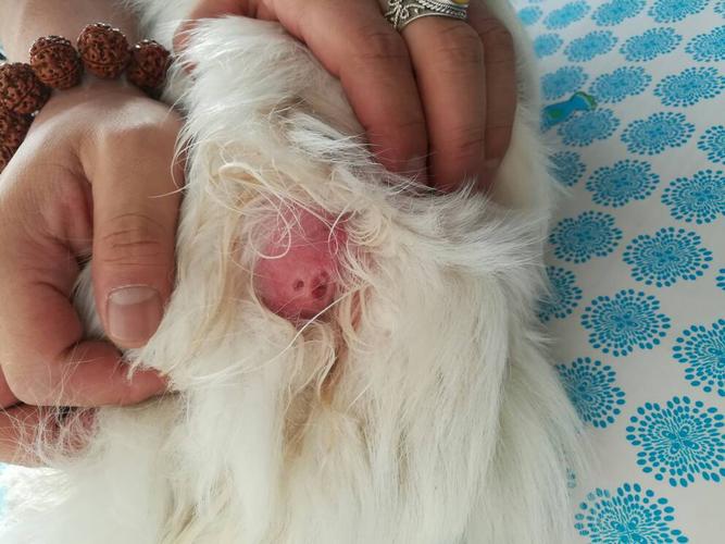 狗狗腺炎症是什么