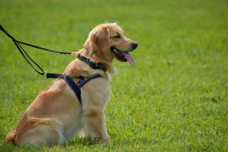 成犬金毛站立是什么原因
